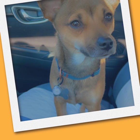 Meet your Posher, Candy - Picture 4 of 4